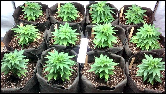 Maine Medical Marijuana Clones
