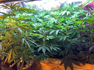 Marijuana Mother Plants