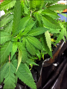 Maine Seedlings and Clones is a compassionate caregiver and very experienced medical marijuana grower.