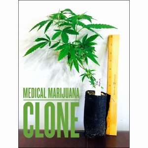 Marijuana Clone