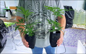 Medical marijuana clones grow room