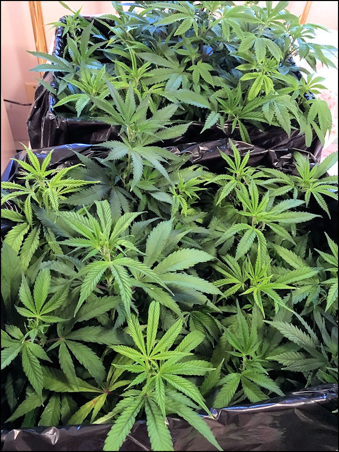 Medical marijuana clones from Maine