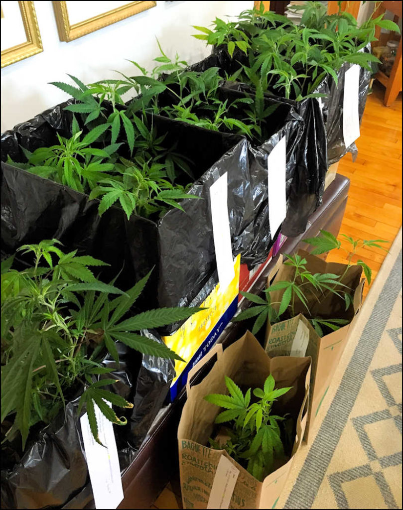 Medical marijuana clones from Maine
