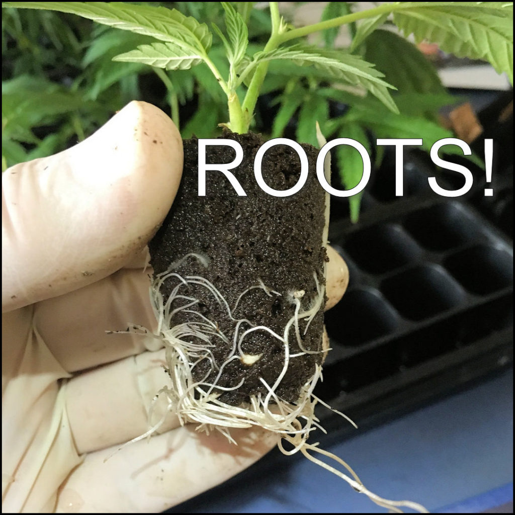 Roots developing on a marijuana clone.