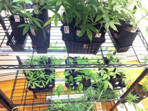New clones are almost ready!