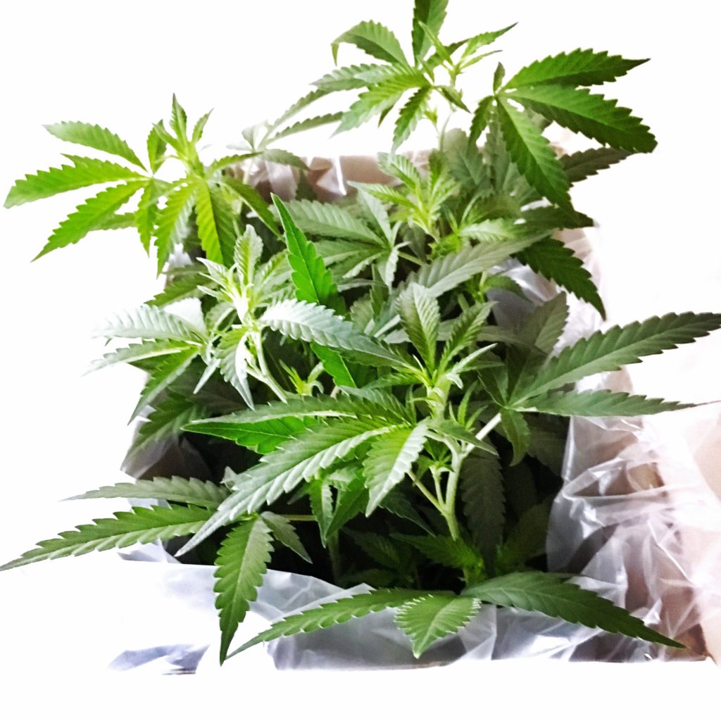 Medical Marijuana CLones