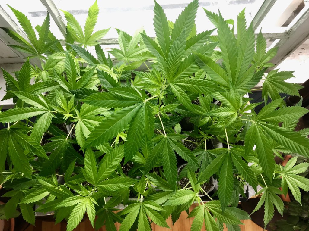 Maine Seedlings and Clones is your #1 source for high quality marijuana clones. 