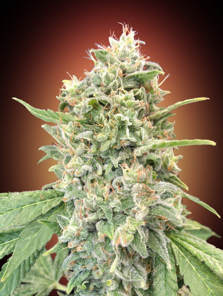 Strawberry Banana clones are now available!
