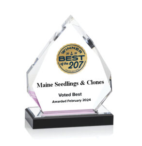 Maine Seedlings & Clones a best of the 207 winner!