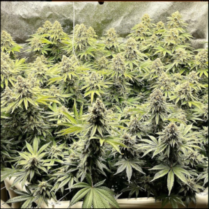 Maine Marijuana Seedlings & Clones a best of the 207 winner!