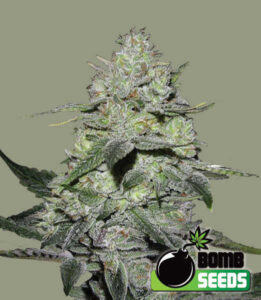 Maine Marijuana Seedlings & Clones a best of the 207 winner!