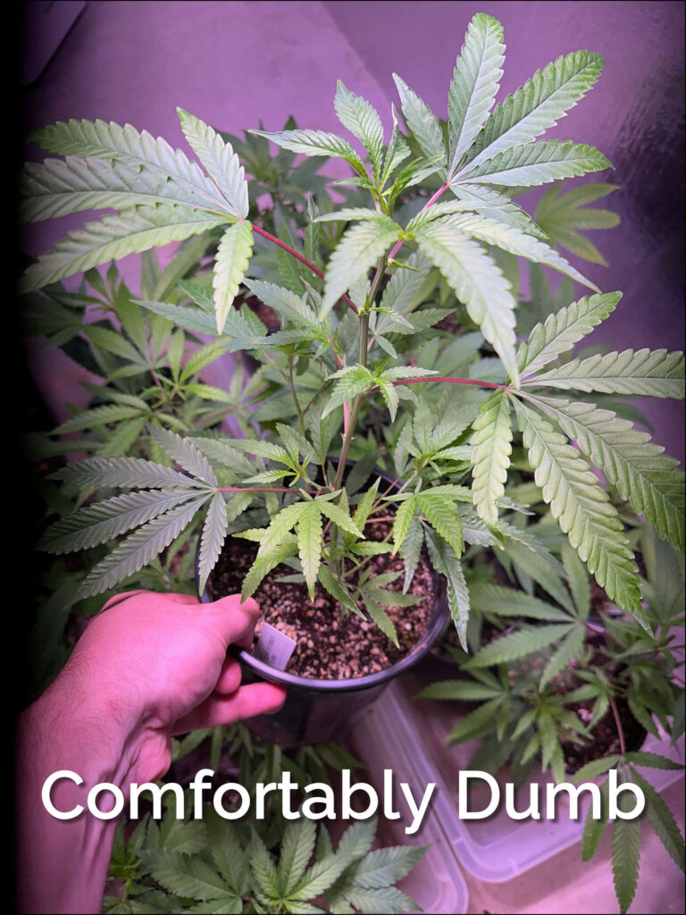 Maine Marijuana Seedlings & Clones a best of the 207 winner!