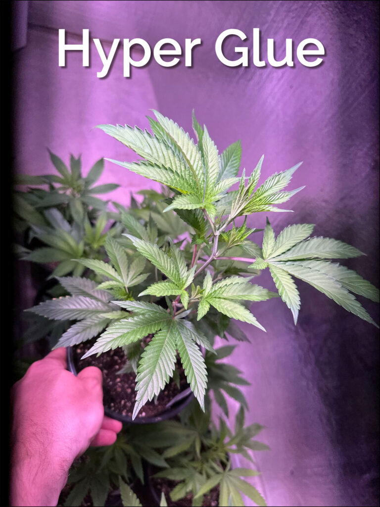 Maine Marijuana Seedlings & Clones a best of the 207 winner!