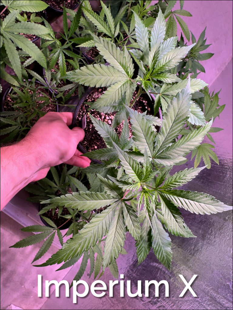Maine Marijuana Seedlings & Clones a best of the 207 winner!