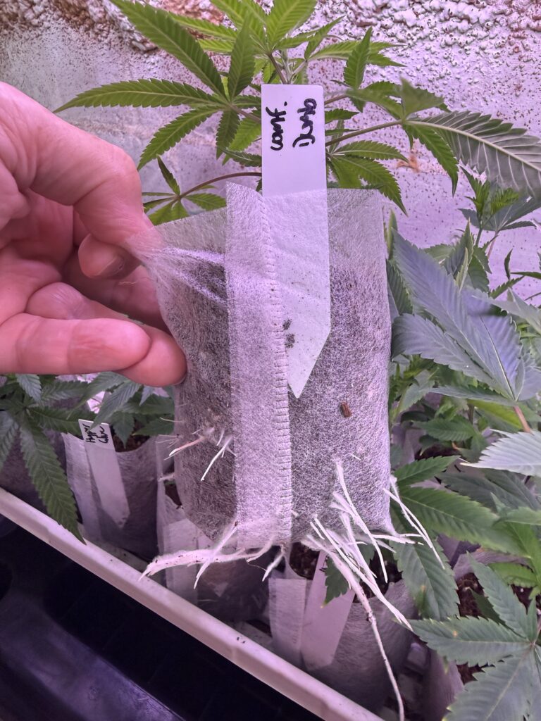 Maine Marijuana Seedlings & Clones a best of the 207 winner!