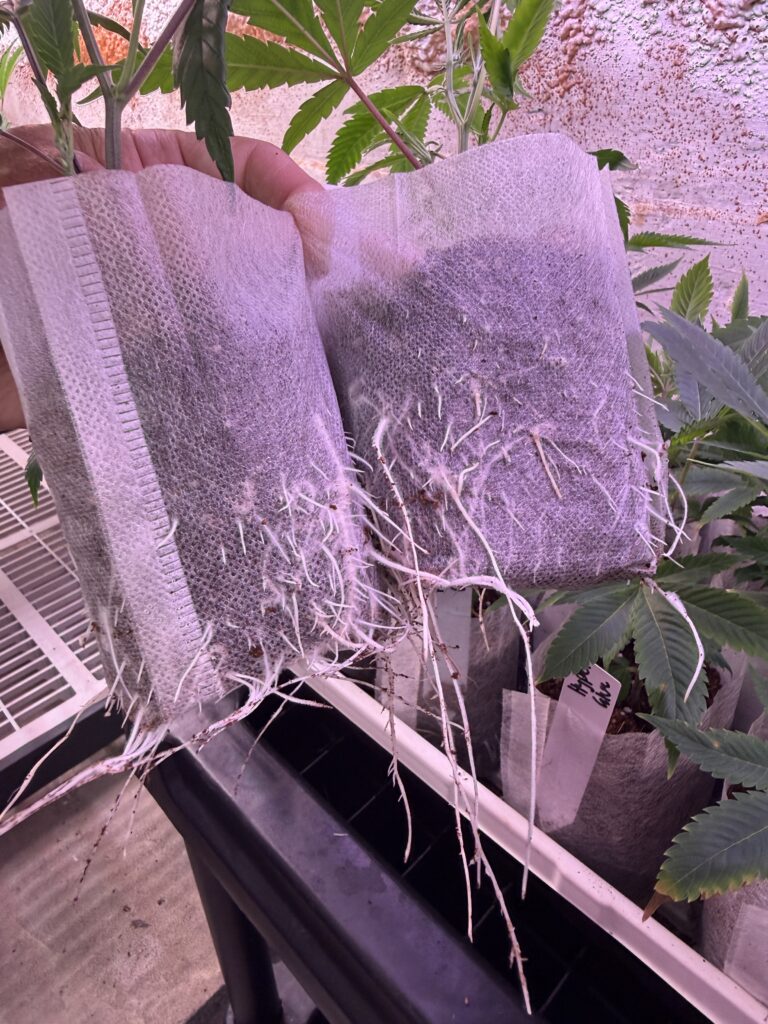 Maine Marijuana Seedlings & Clones a best of the 207 winner!