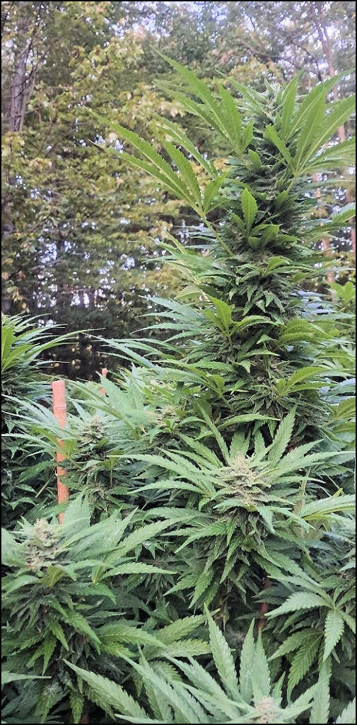 Maine Marijuana Seedlings & Clones a best of the 207 winner!