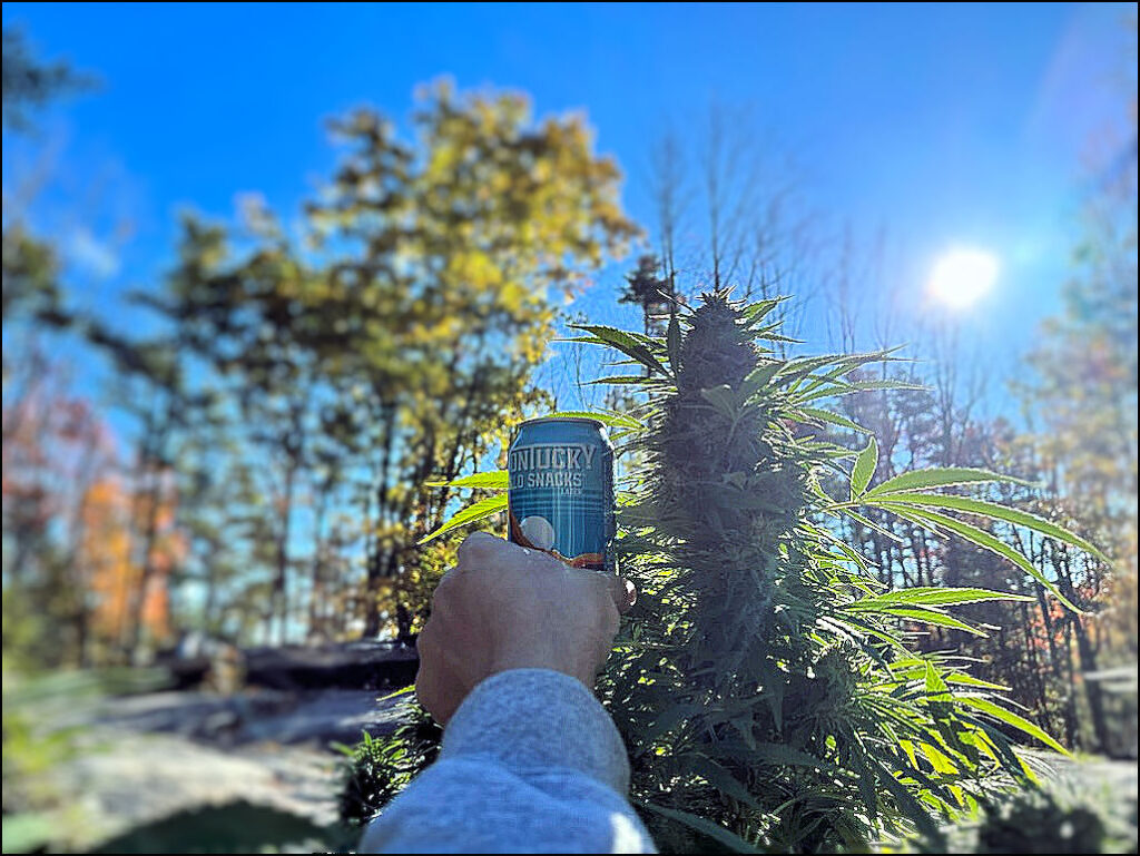 Maine Marijuana Seedlings & Clones a best of the 207 winner!