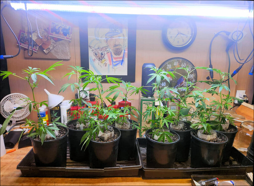 Maine Marijuana Seedlings & Clones a best of the 207 winner!