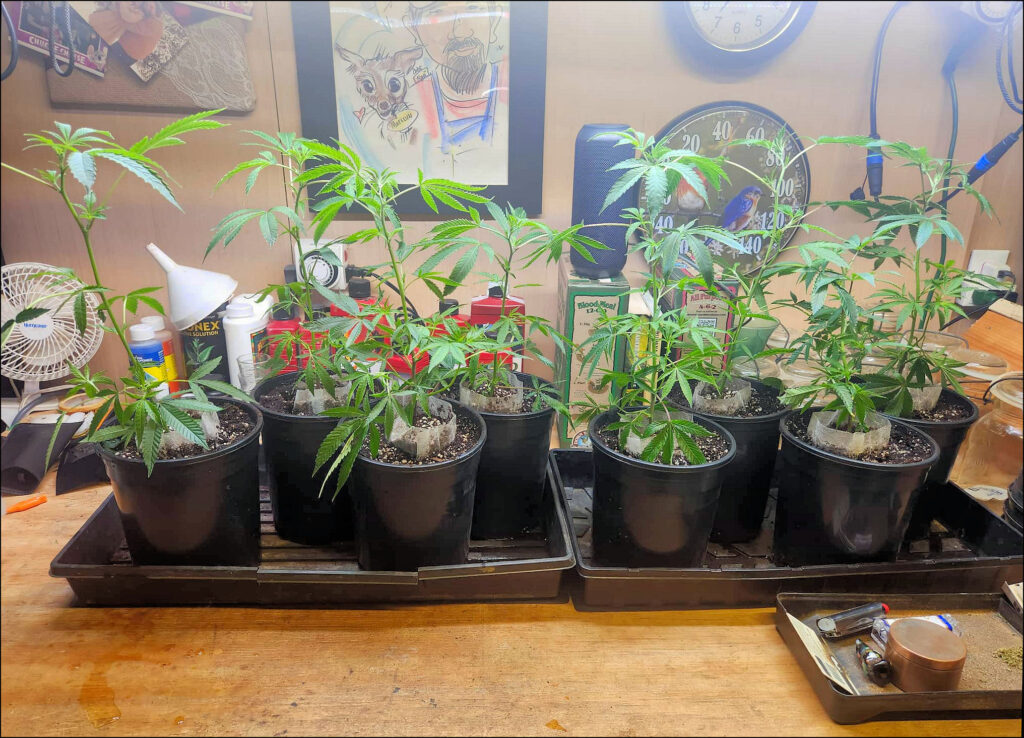 Maine Marijuana Seedlings & Clones a best of the 207 winner!