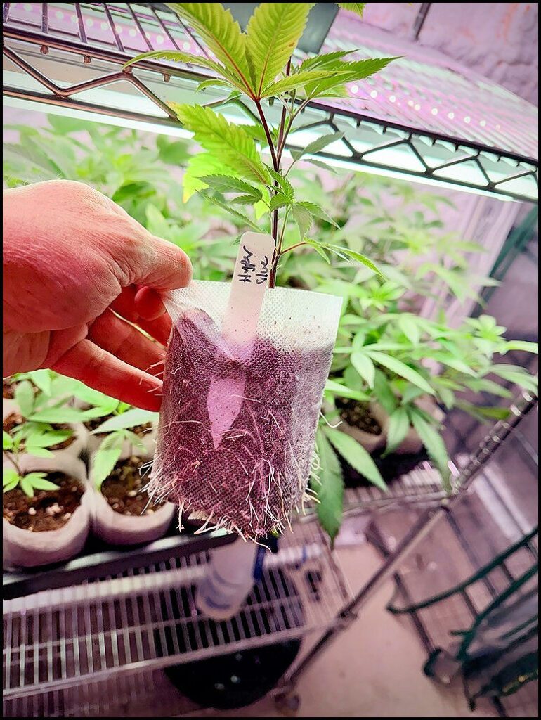 Maine Marijuana Seedlings & Clones a best of the 207 winner!