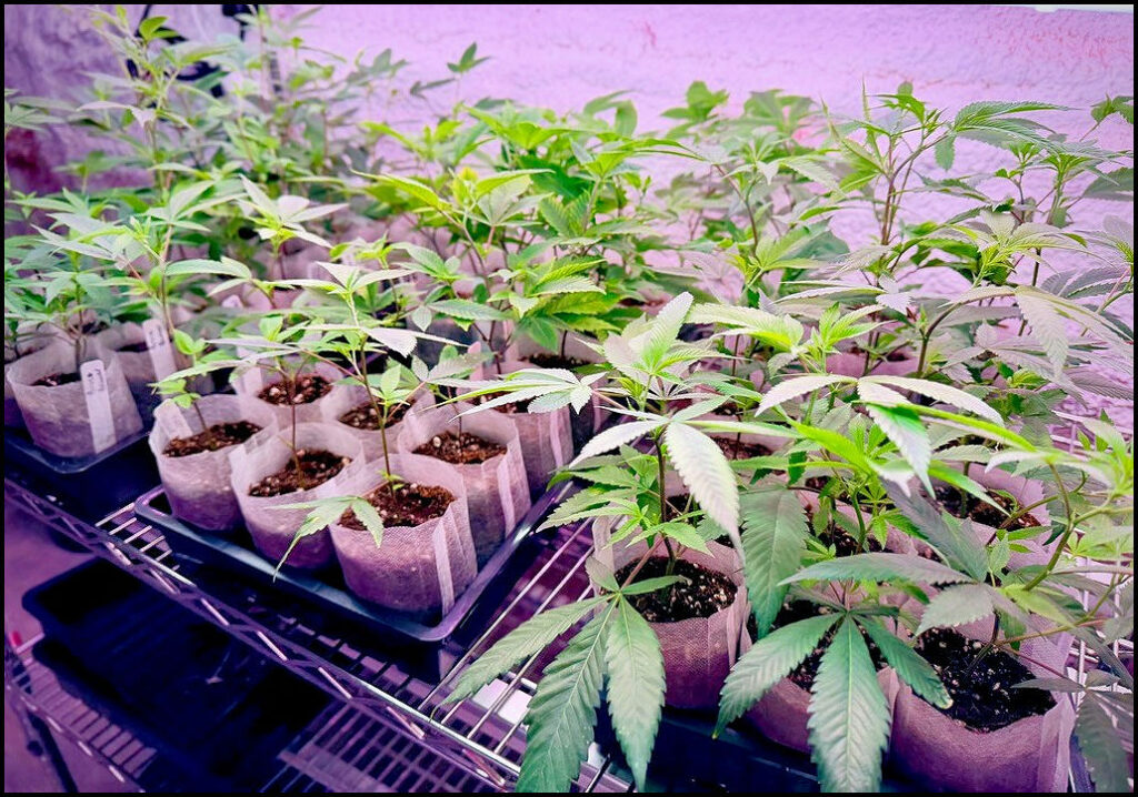 Maine Marijuana Seedlings & Clones a best of the 207 winner!