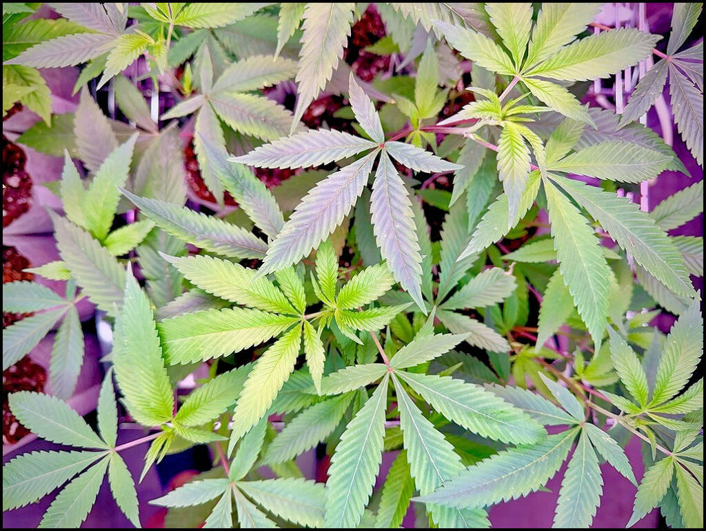Maine Marijuana Seedlings & Clones a best of the 207 winner!
