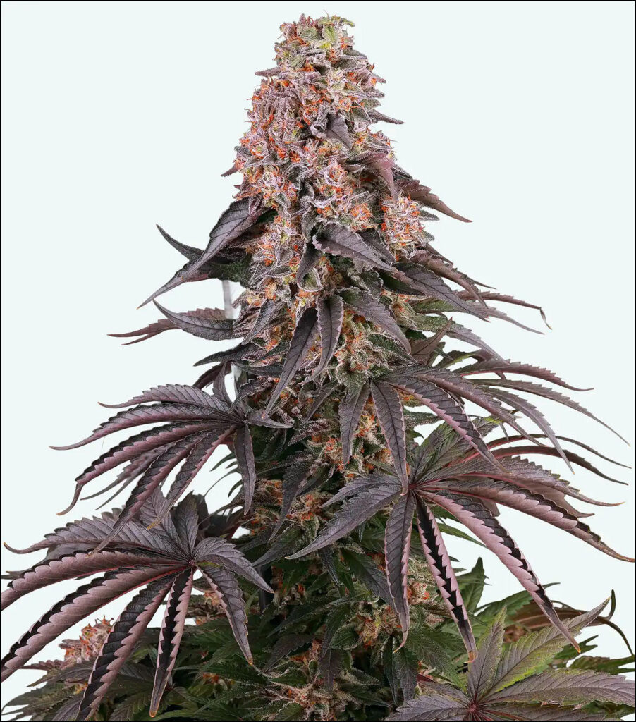 Maine Marijuana Seedlings & Clones a best of the 207 winner!