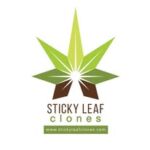 The Sticky Leaf